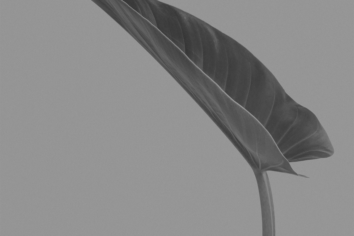 Bakuchiol - The Retinoid Copycat You Need To Know About